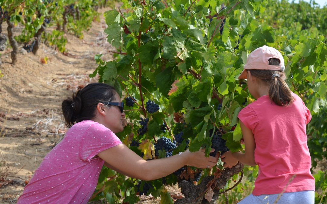 Experience the harvest at Château Grand Moulin